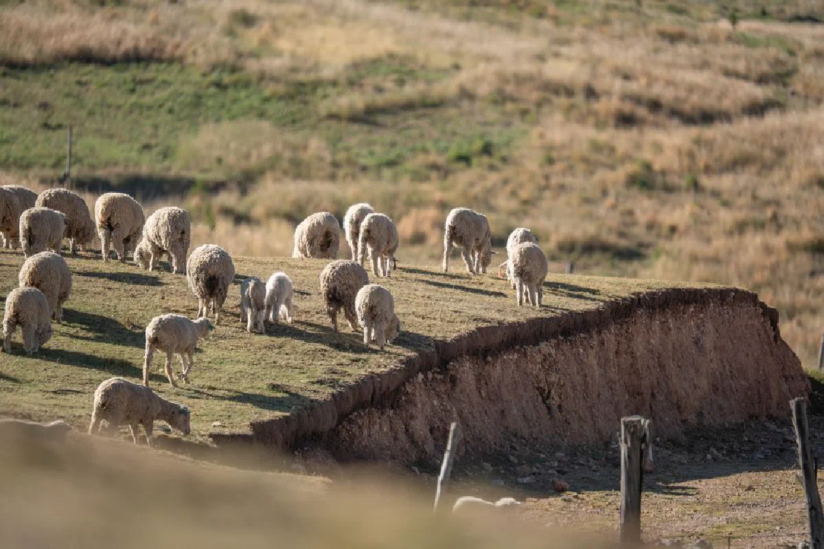 A herd of sheep peacefully grazing on a sunlit hillside, showcasing pastoral tranquility.