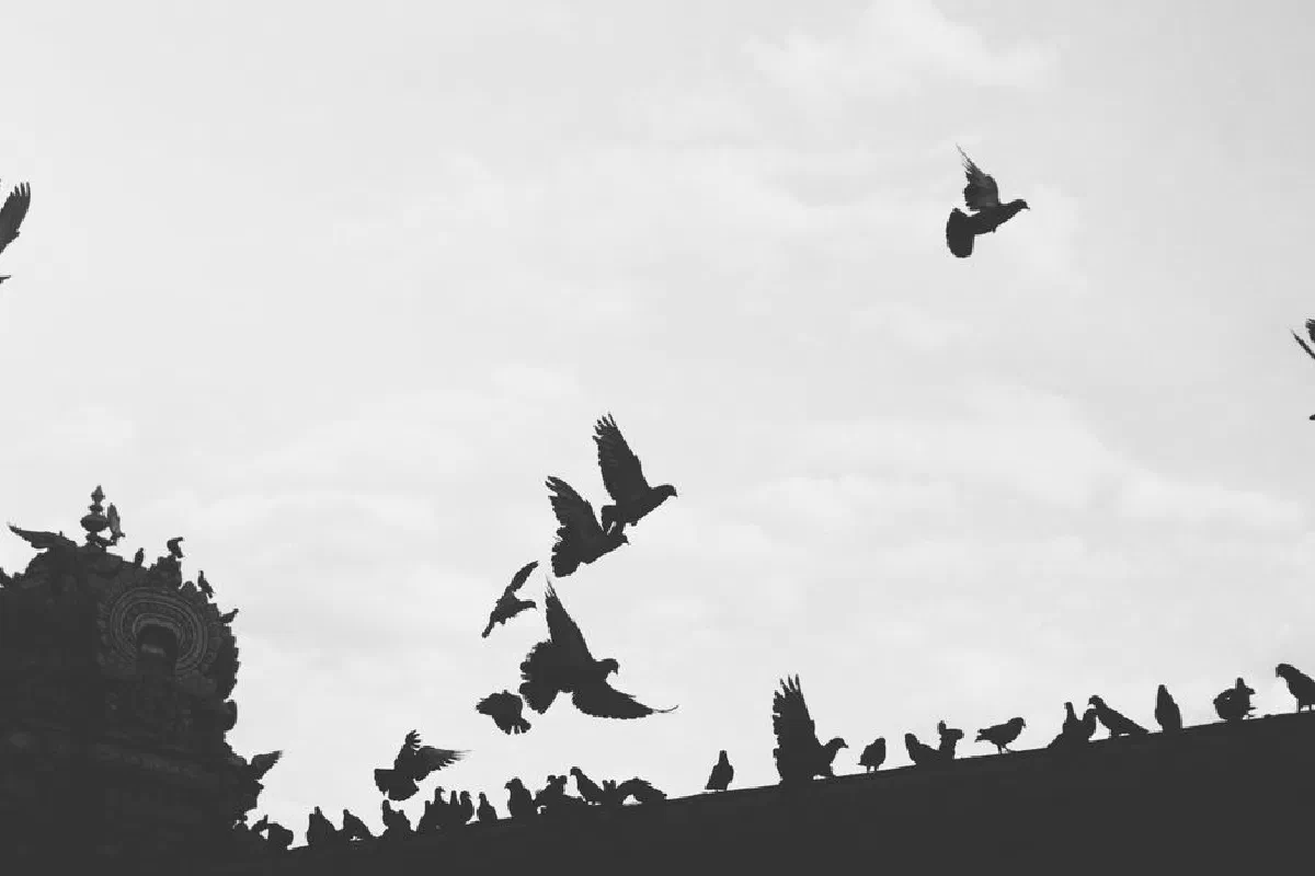 Black and white image of pigeons flying and perched against a serene sky backdrop.