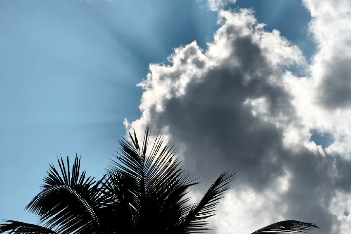 Sunlight rays break through clouds over palm trees in Silchar, India. Captivating nature scene.