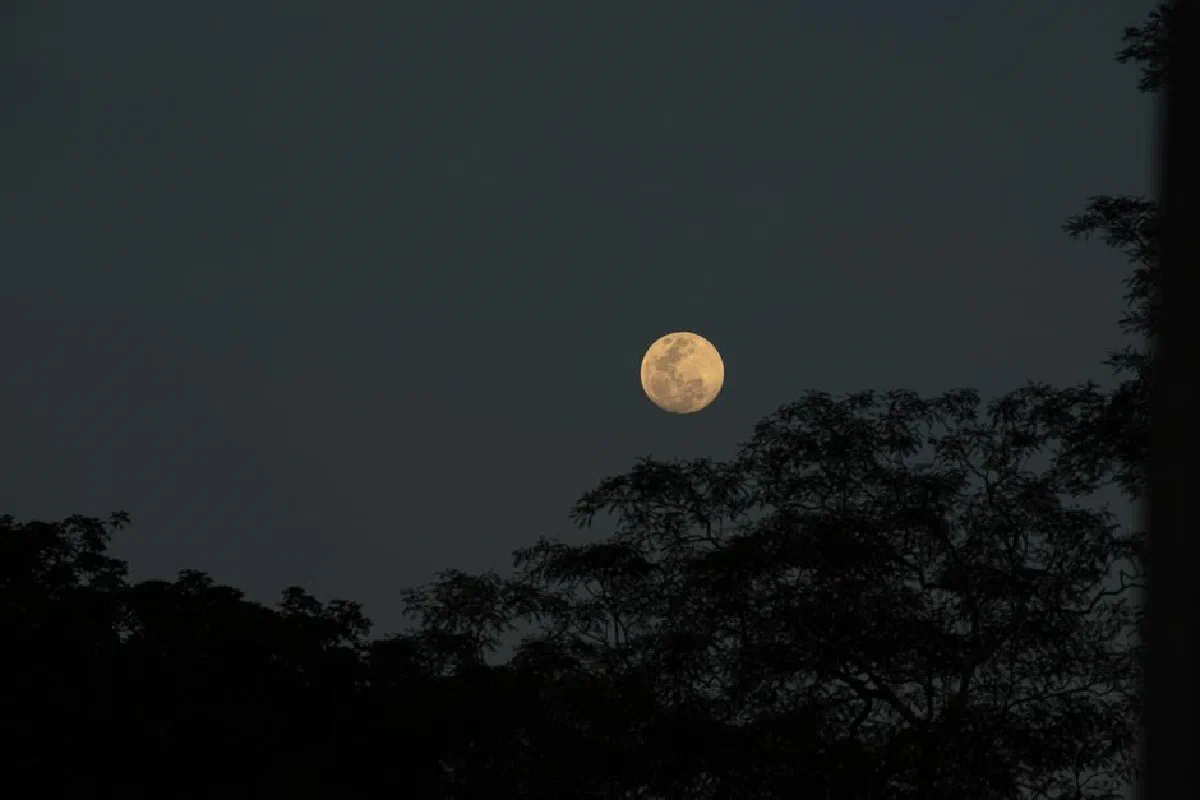 Full moon in a dark night sky with tree silhouettes creating a serene natural landscape.