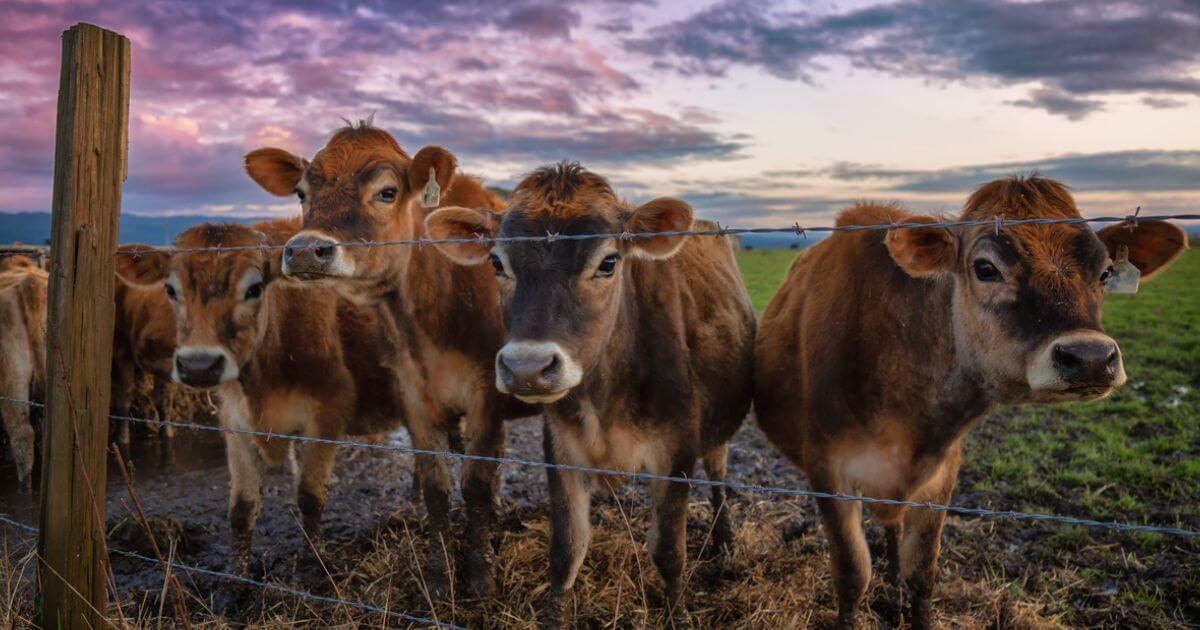 What does it mean that the life of the flesh is in the blood?