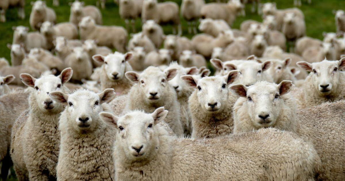 During the millennial kingdom, will there be animal sacrifices?