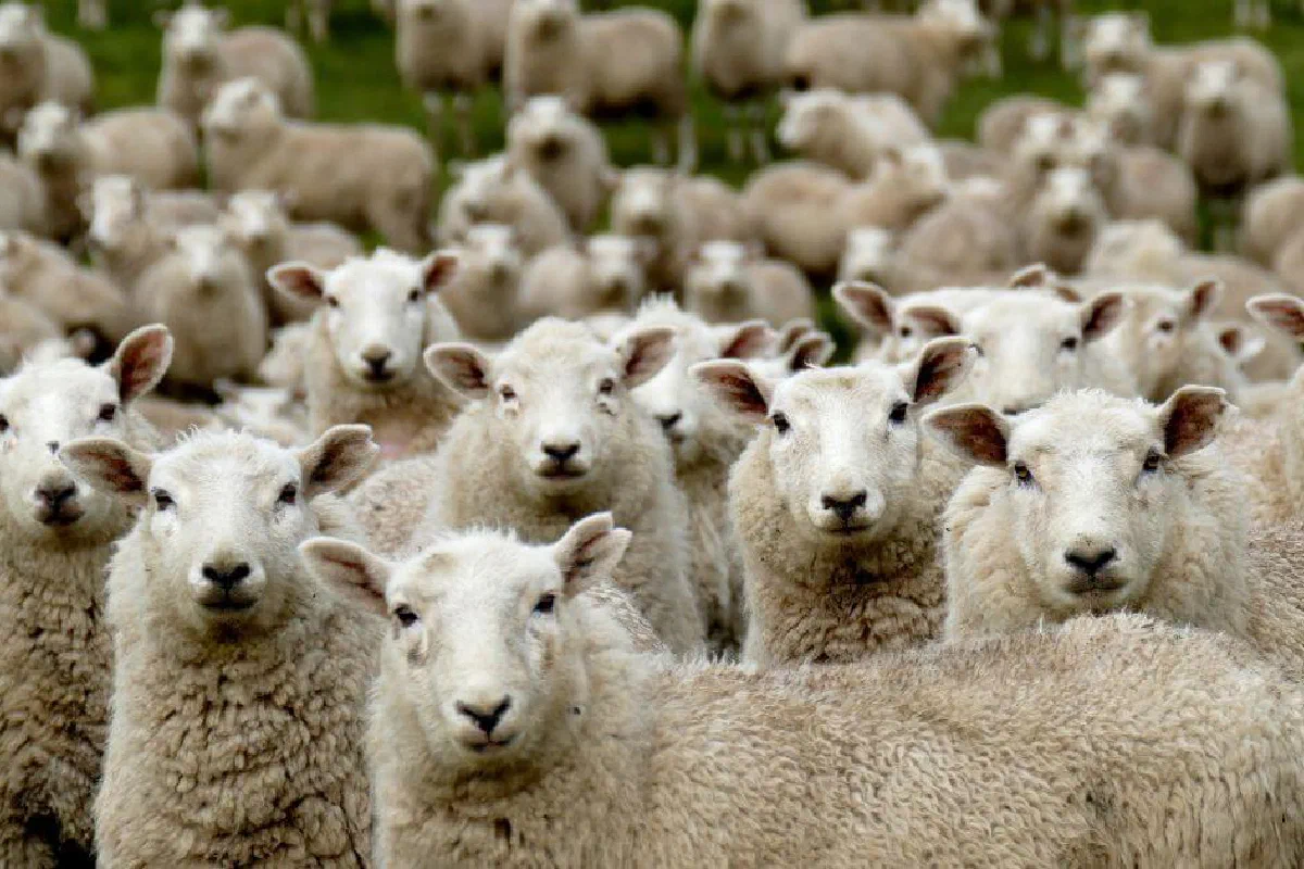 During the millennial kingdom, will there be animal sacrifices?