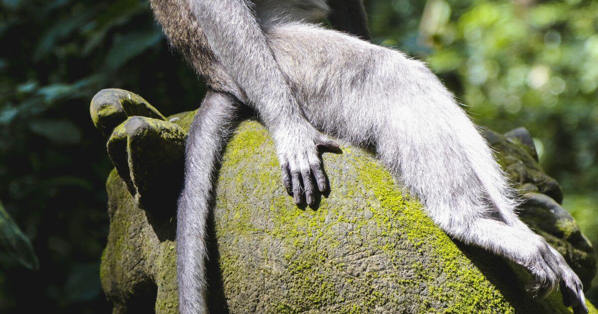 What is the missing link, and has it been found?