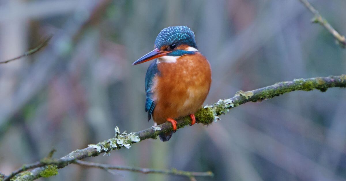 What is a creationist viewpoint on natural selection?