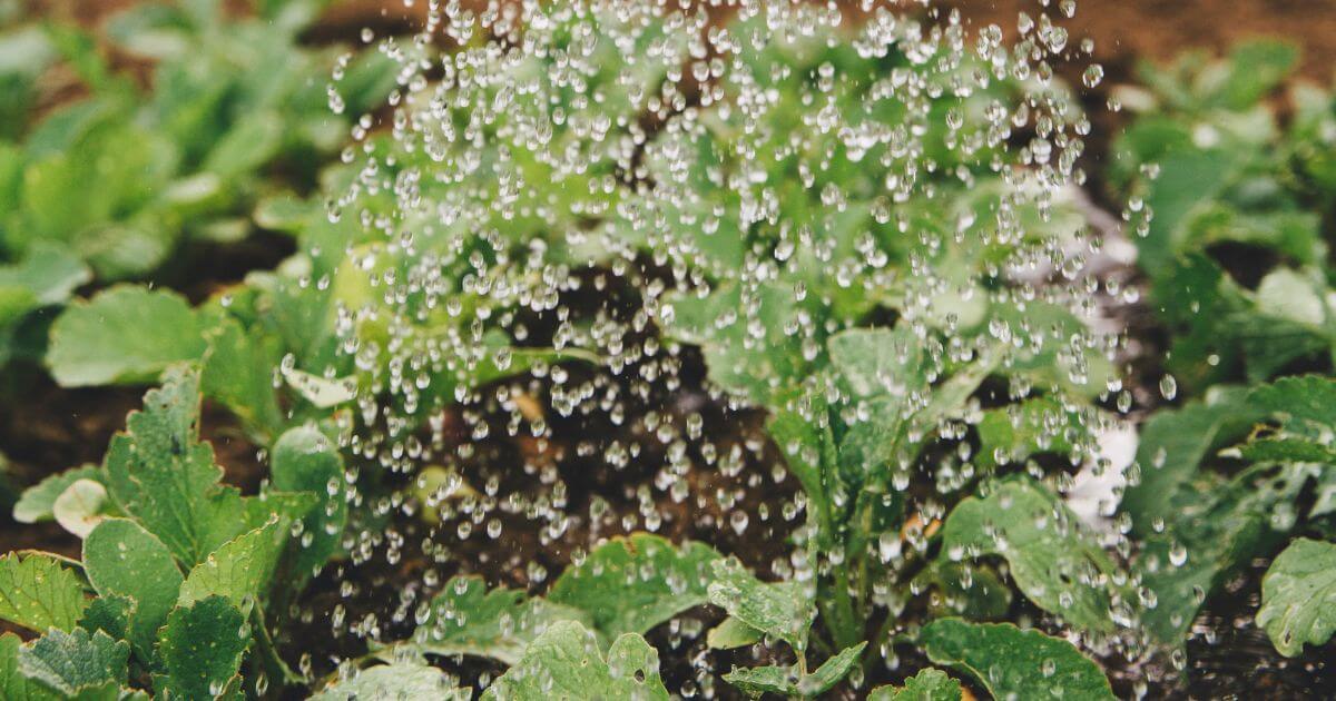 What is the key to growing as a new believer?