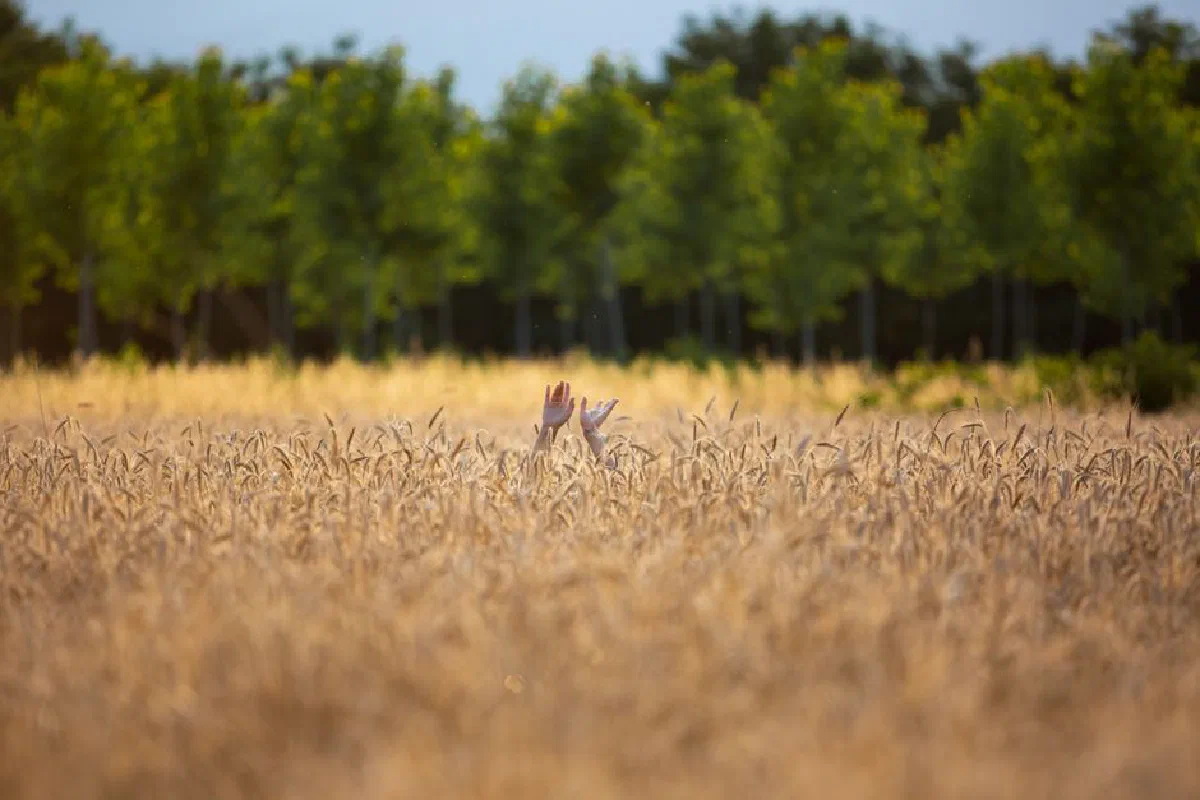 Hands reaching up from a golden wheat field against a lush green forest backdrop in Italy.