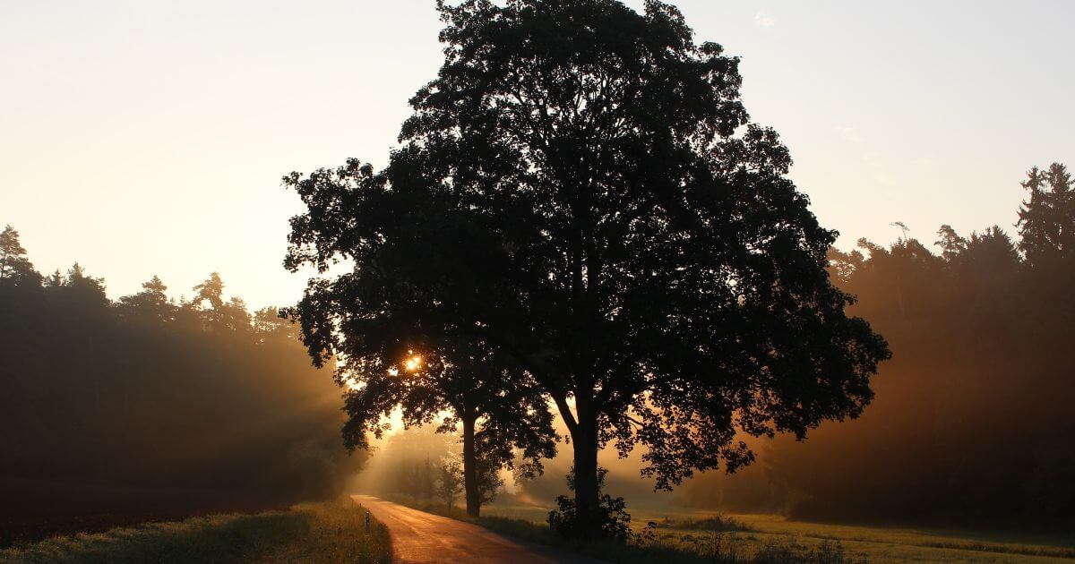 What does old-earth creationism teach?