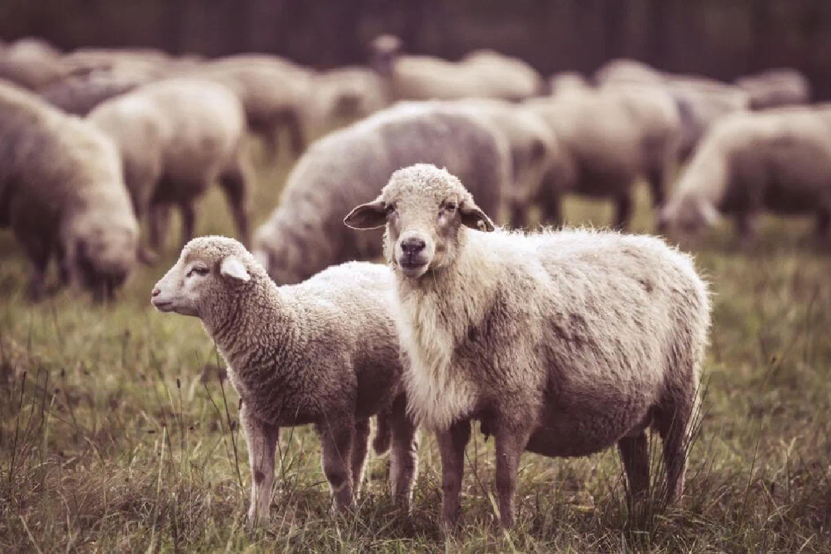 Who are the ‘other sheep’ mentioned in John 10:16?
