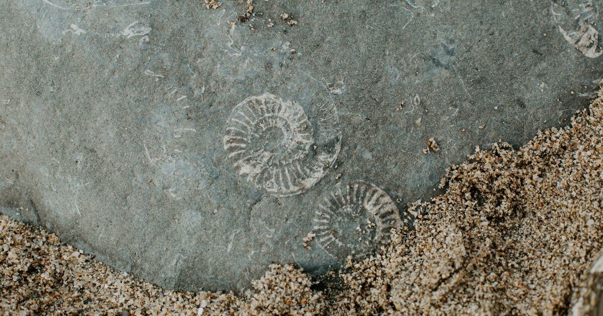 Is punctuated equilibrium compatible with the Bible? What is the theory of punctuated equilibrium?