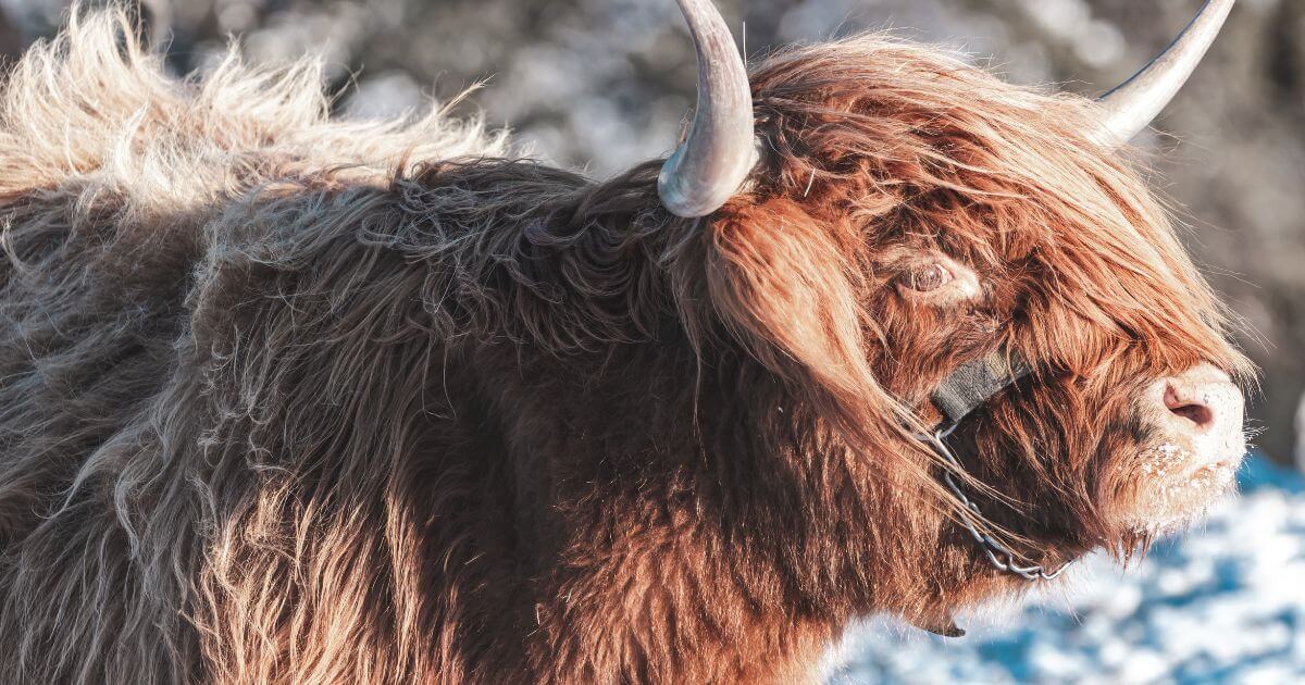 What is the biblical importance of a red heifer? Is the birth of a red heifer a sign of the end times?