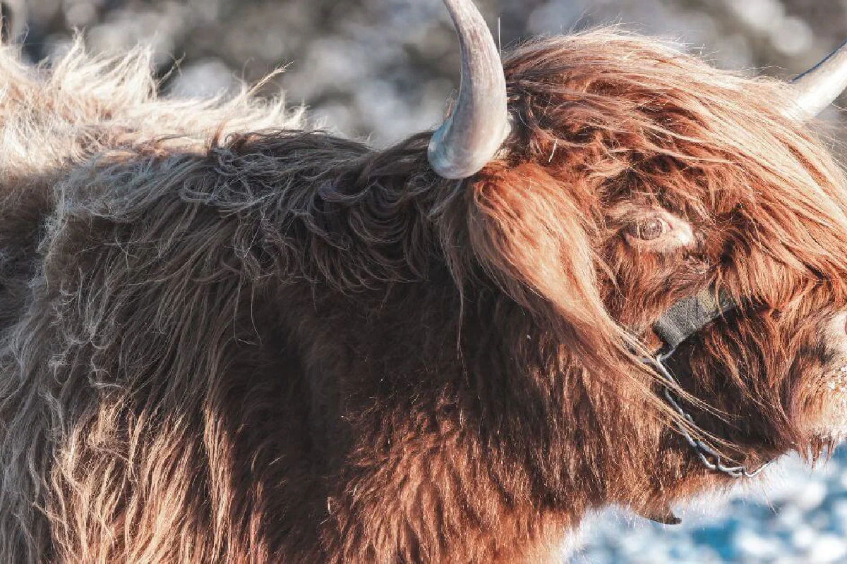 What is the biblical importance of a red heifer? Is the birth of a red heifer a sign of the end times?