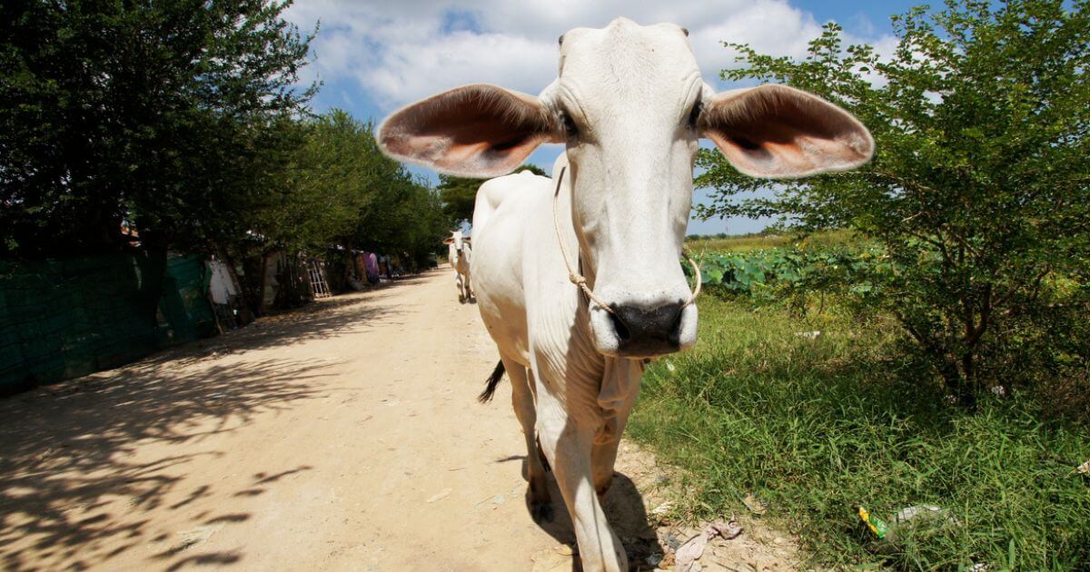 Is reincarnation biblical?