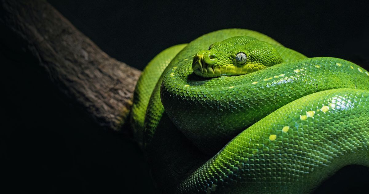 In Genesis chapter 3, is the serpent Satan?