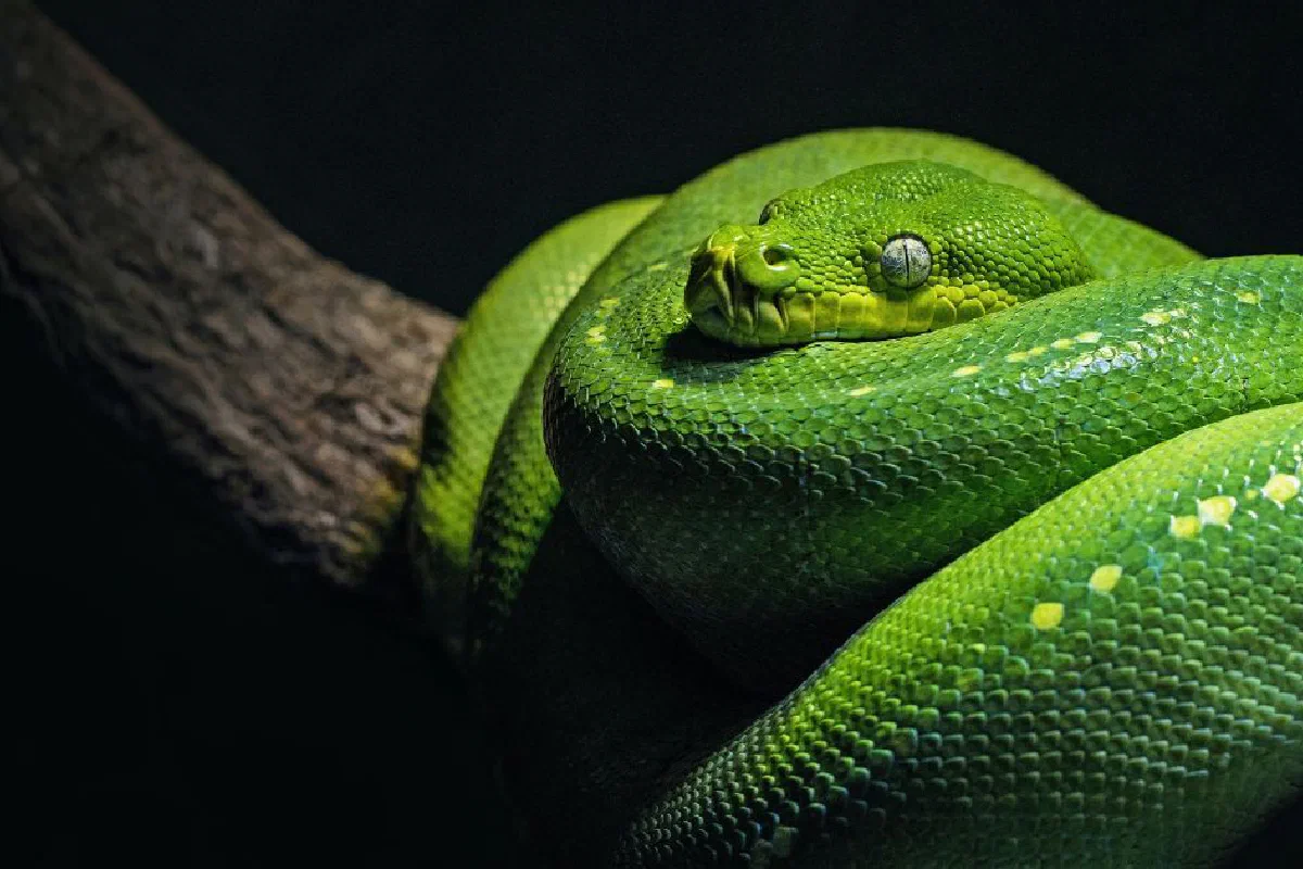 In Genesis chapter 3, is the serpent Satan?
