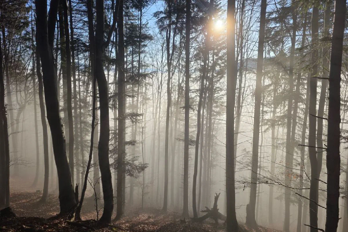 A serene misty forest scene with sunlight streaming through tall trees, creating a mystical atmosphere.