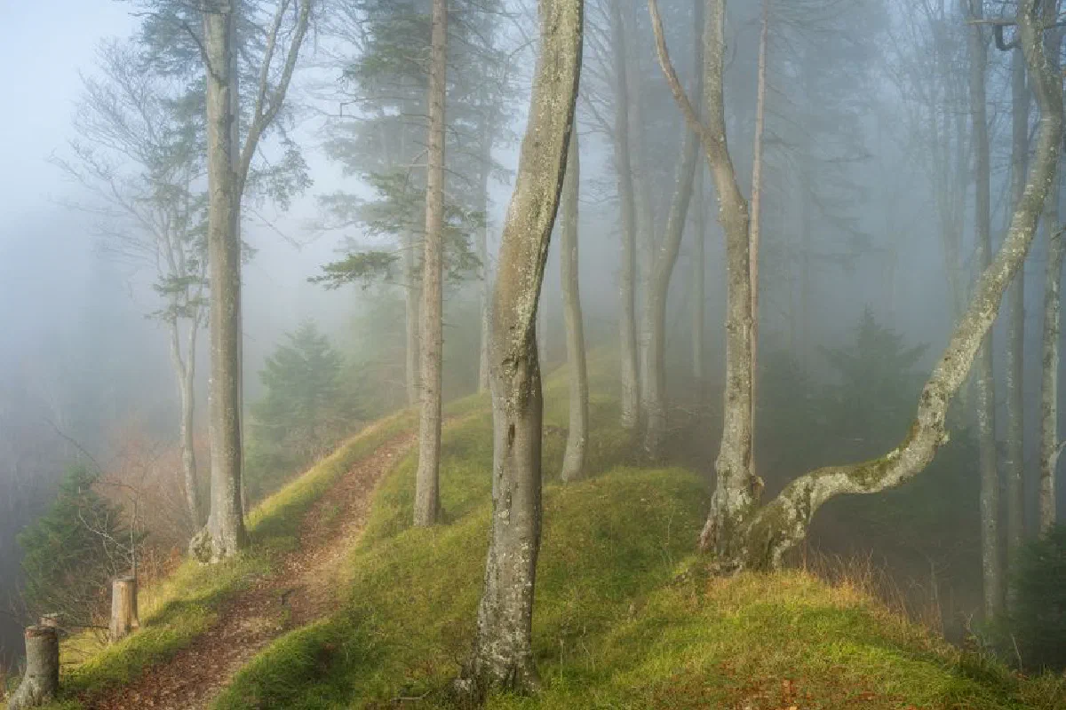 Serene forest path enveloped in mist, perfect for nature lovers and adventurers.