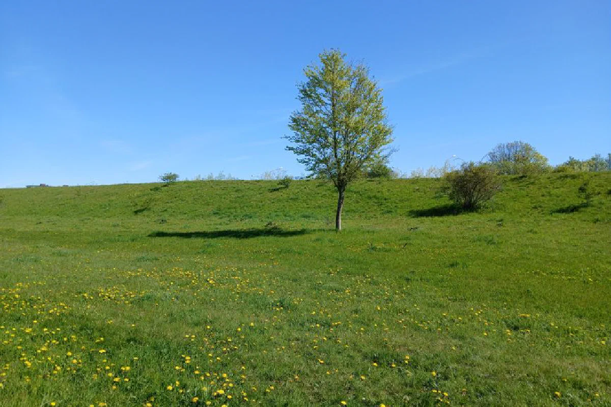 A solitary tree stands in a green meadow with yellow dandelions under a clear blue sky.