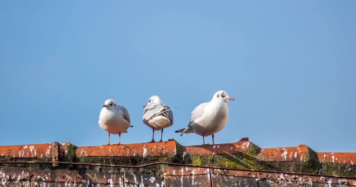 How much can a Christian sin?