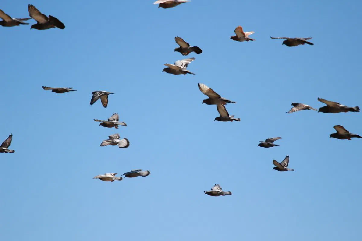 A flock of pigeons flying against a clear blue sky symbolizing freedom and unity.