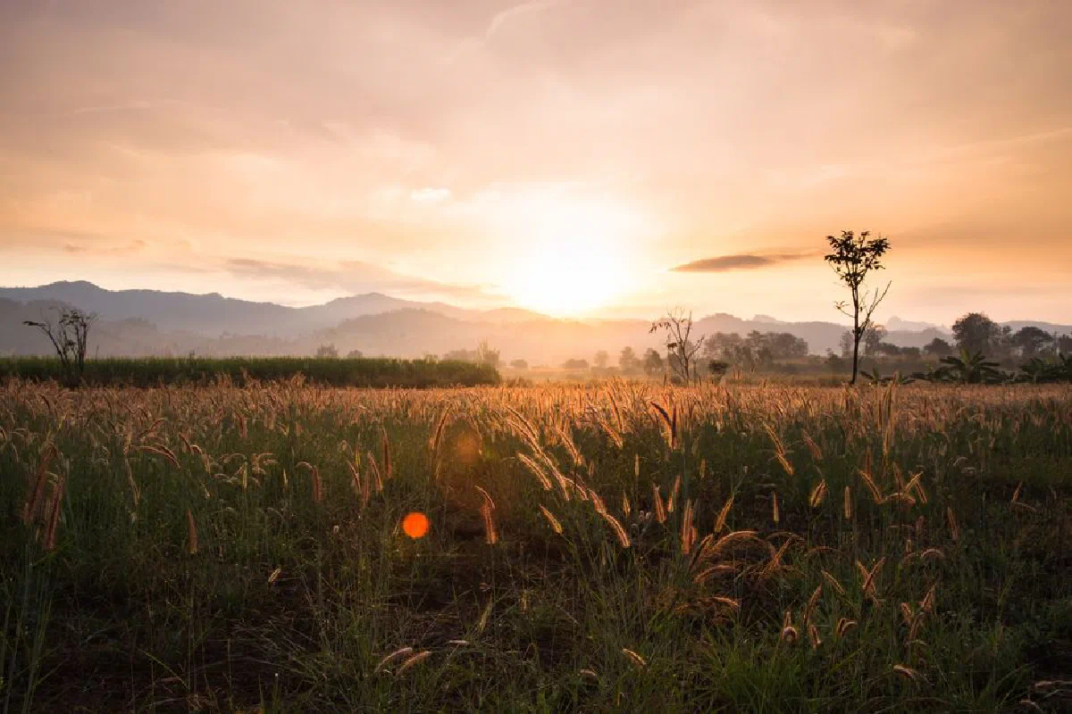 Peaceful sunrise over a grassland field with distant mountains, creating a serene and tranquil ambiance.