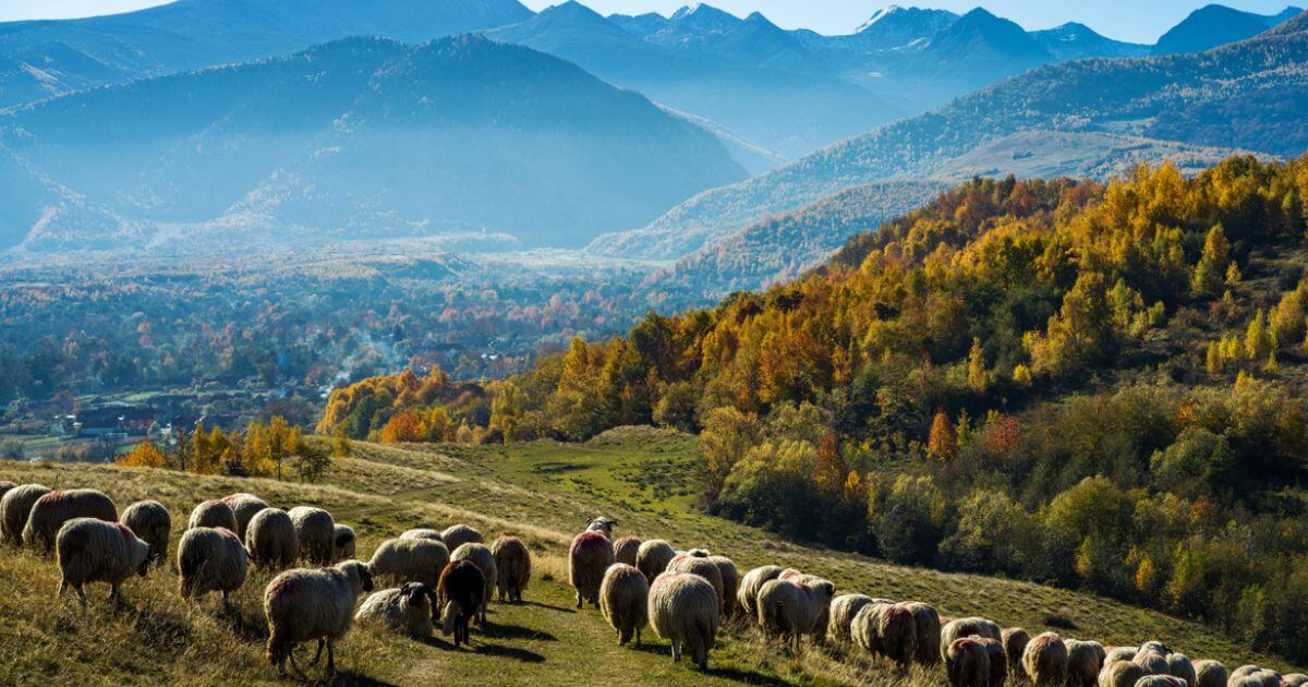 Who was the demi-God Tammuz?