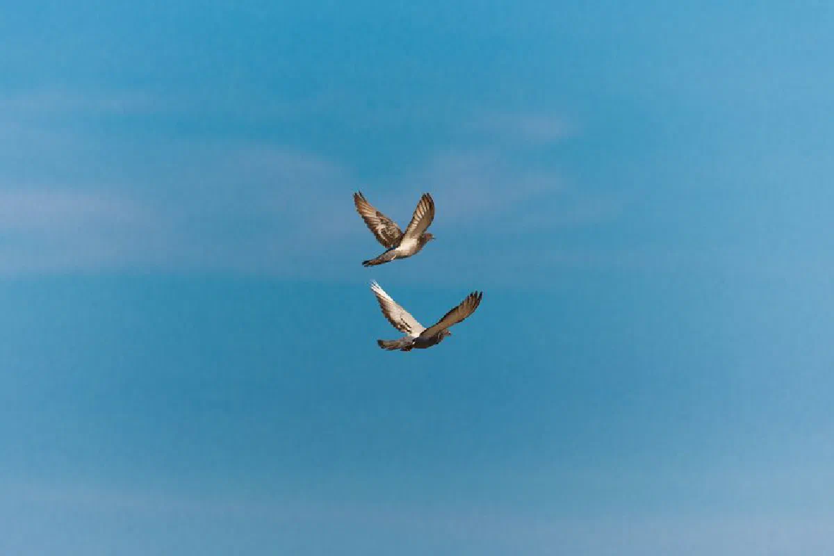 Two doves gracefully flying against a vibrant blue sky, capturing the essence of freedom and peace.
