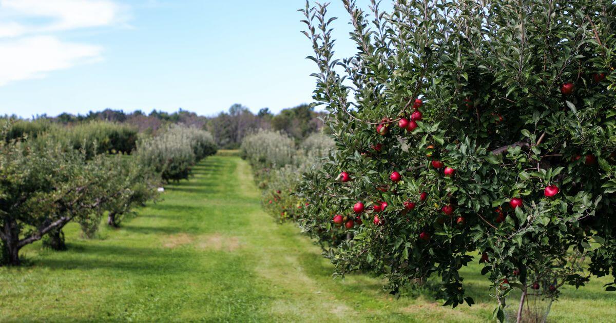 What is the tree of the knowledge of good and evil?