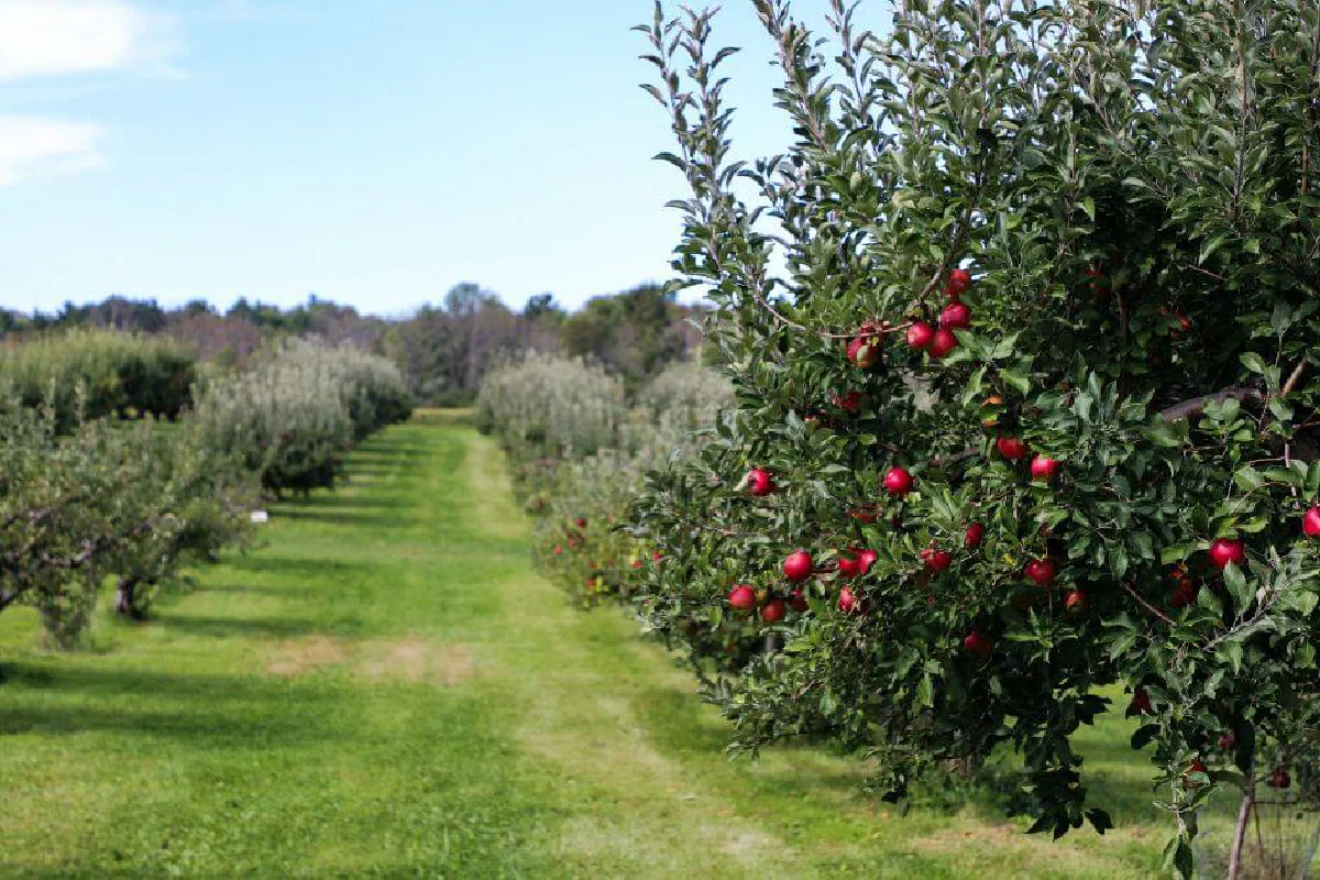 What is the tree of the knowledge of good and evil?