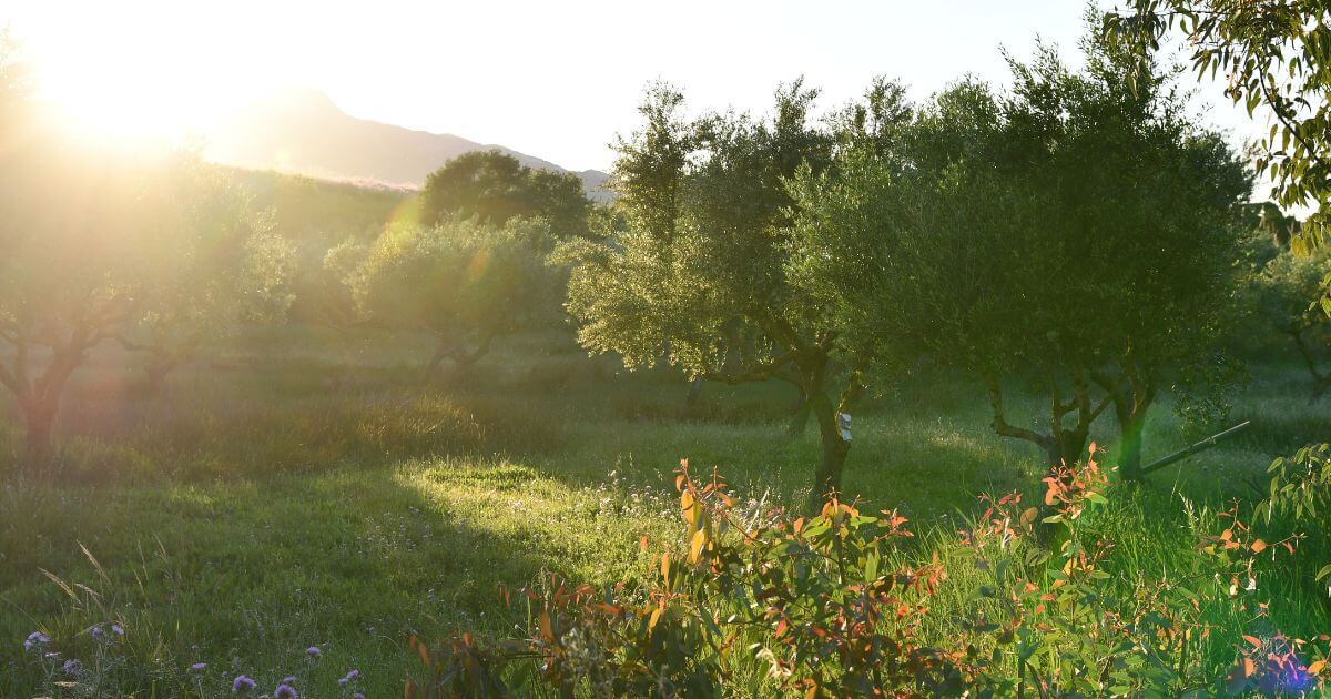 What is the Tree of Life?