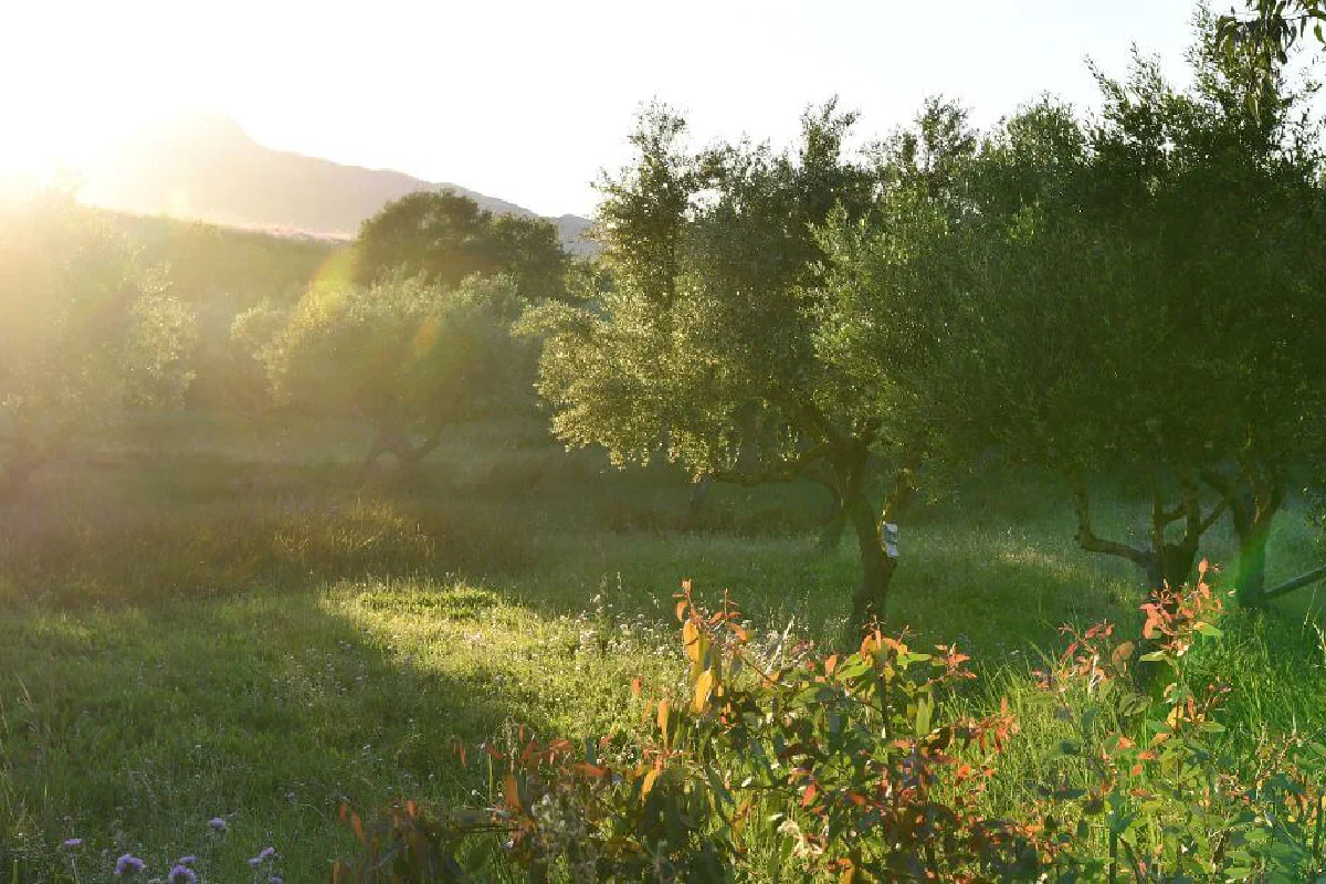 What is the Tree of Life?