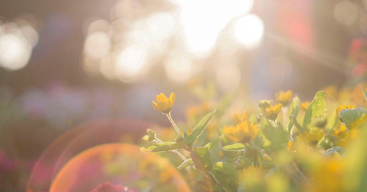 Was Jesus resurrected? How can you prove Christ's resurrection?