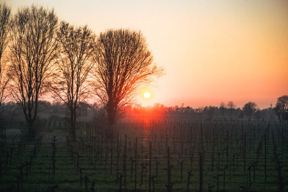 A serene sunset casting warm hues over a peaceful vineyard lined with bare winter trees.