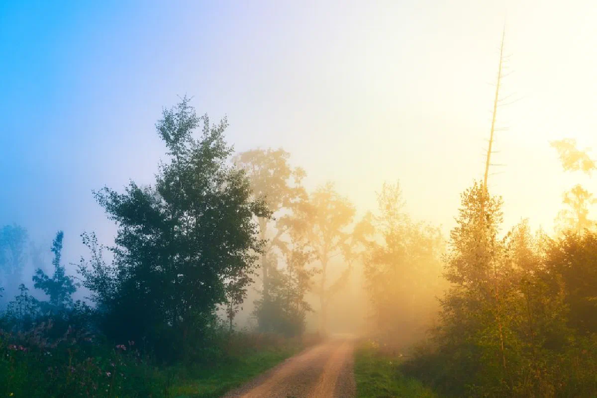 Serene sunrise over a foggy forest path exuding a warm, natural glow.