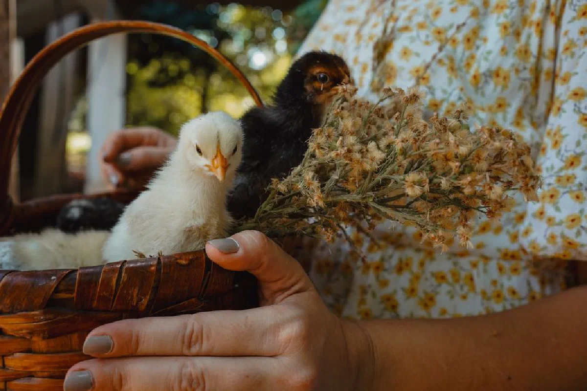 Two baby chicks nestled in a basket against a floral dress background, outdoors.