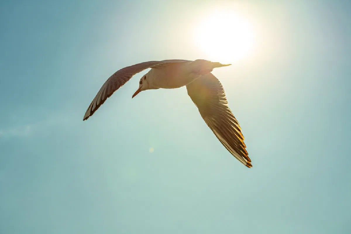 A seagull gracefully flies against a bright sunlit blue sky, captured in Istanbul, Turkey.