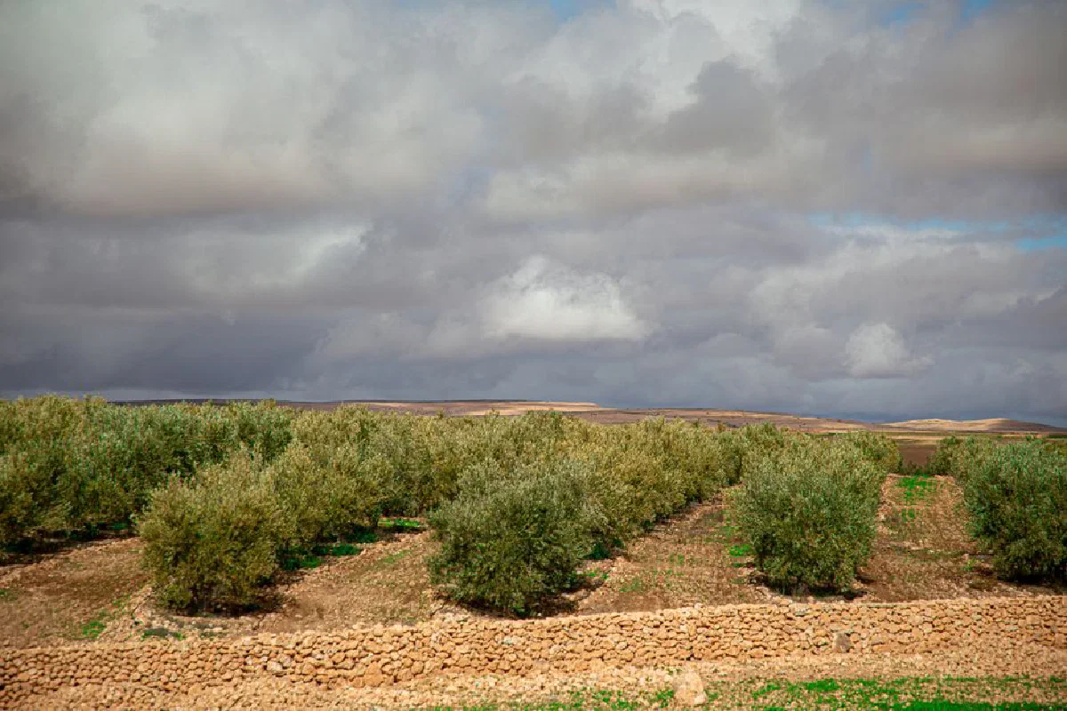 Lush olive groves beneath dramatic clouds in rural Morocco landscape.