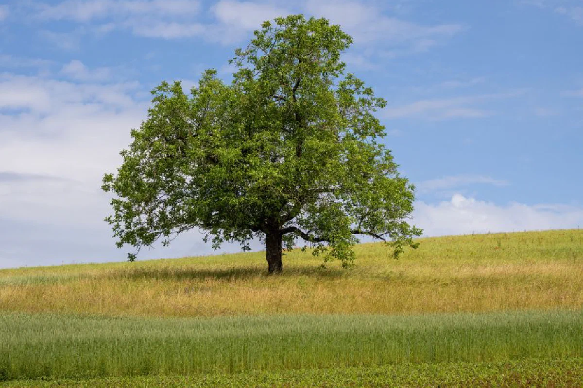 Serene landscape featuring a solitary oak tree on a grassy hill under a clear blue sky.