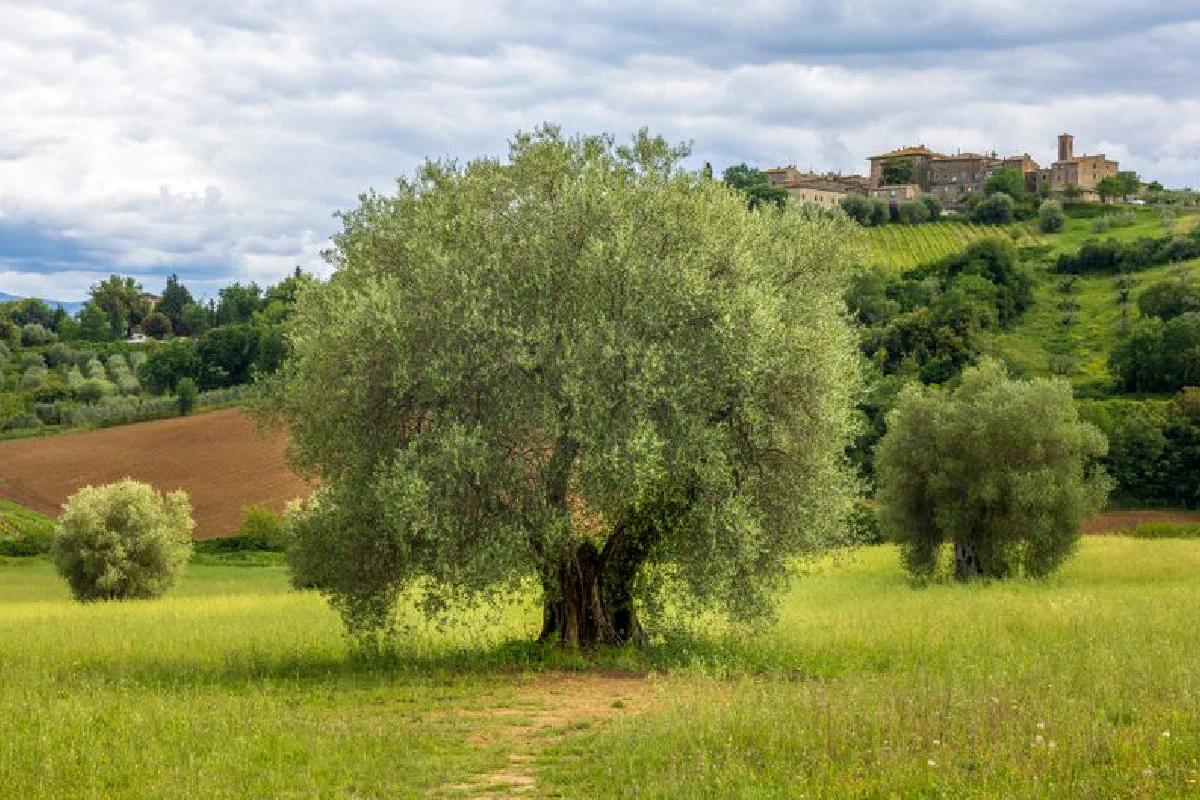 Serene landscape of olive trees and hills in Tuscany, Italy, under a dramatic sky.