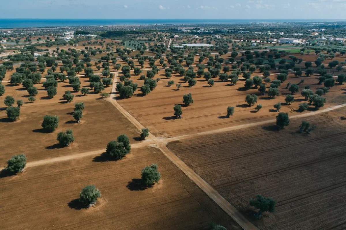 Aerial view capturing vast olive tree fields in a rural landscape under a blue sky.
