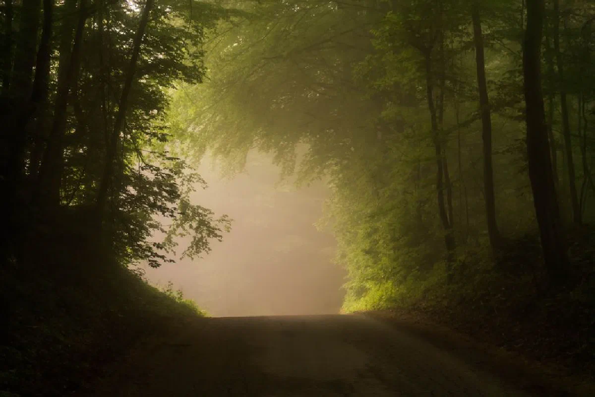 A peaceful dirt road winds through a misty, sunlit forest, evoking tranquility and mystery.