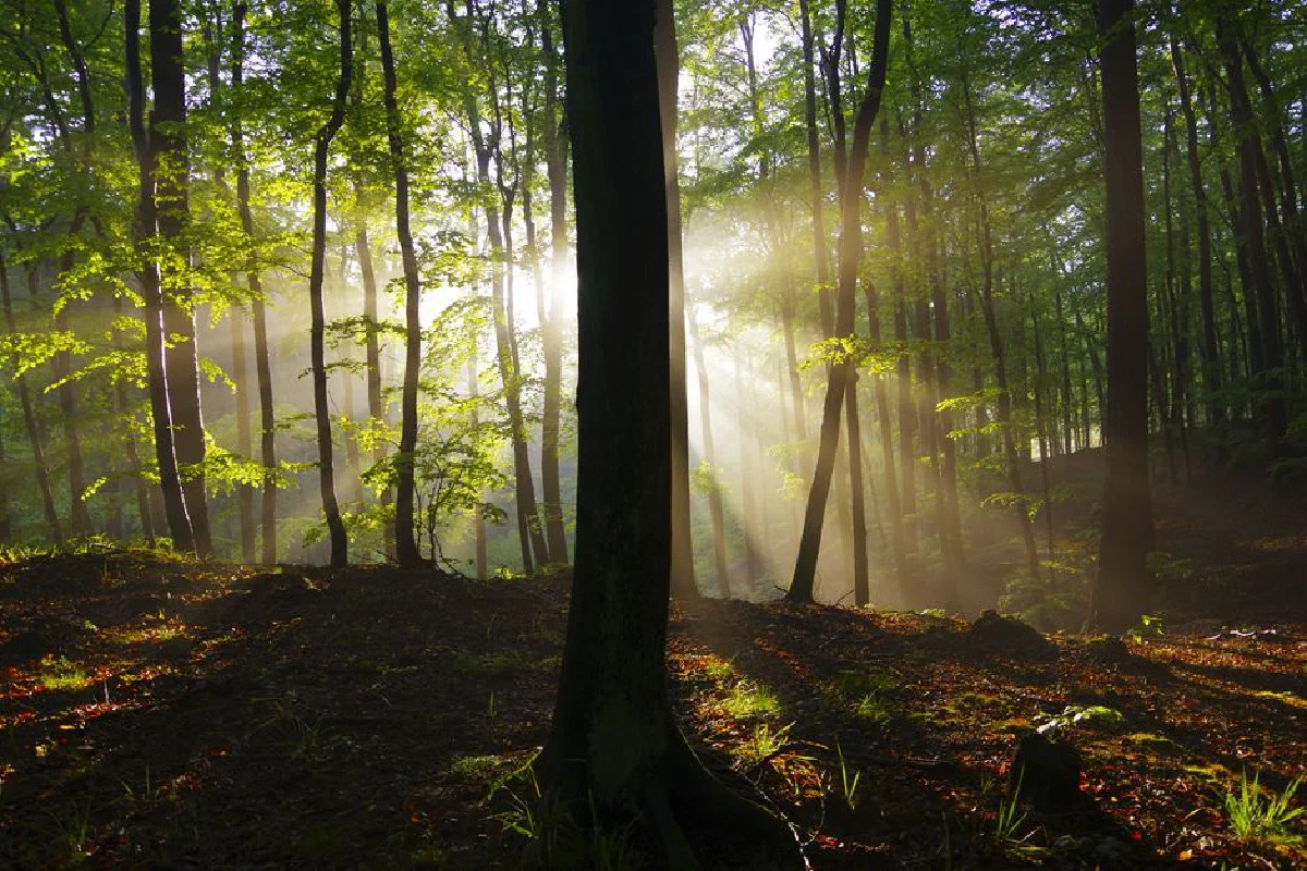 Low angle scenic view of growing green trees on shabby terrain illuminated by glowing sun rays in morning