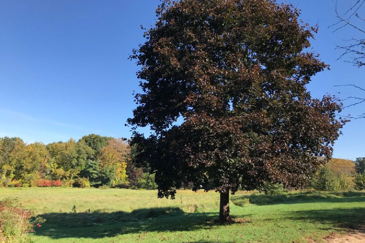 A solitary tree stands in a sunlit rural landscape with clear blue skies and lush green fields.