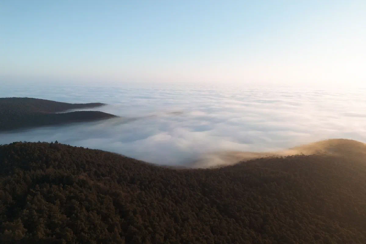 Capture of forest hills enveloped in morning mist, taken from an elevated view during sunrise.
