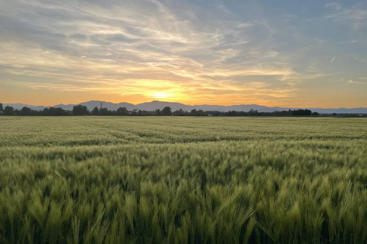 Golden wheat field with picturesque sunset in Grand Est, France, ideal for agricultural themes.