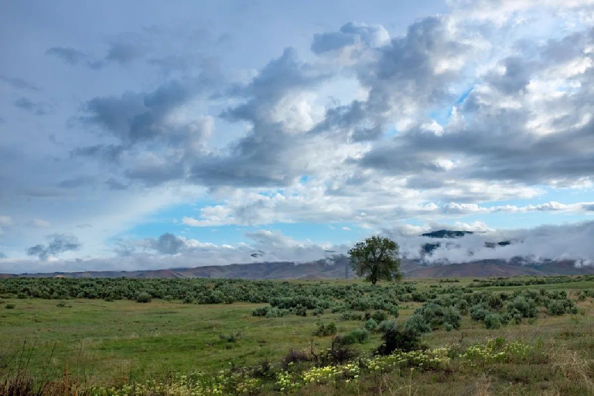 Expansive rural landscape featuring a lone tree under a dramatic sky with clouds.