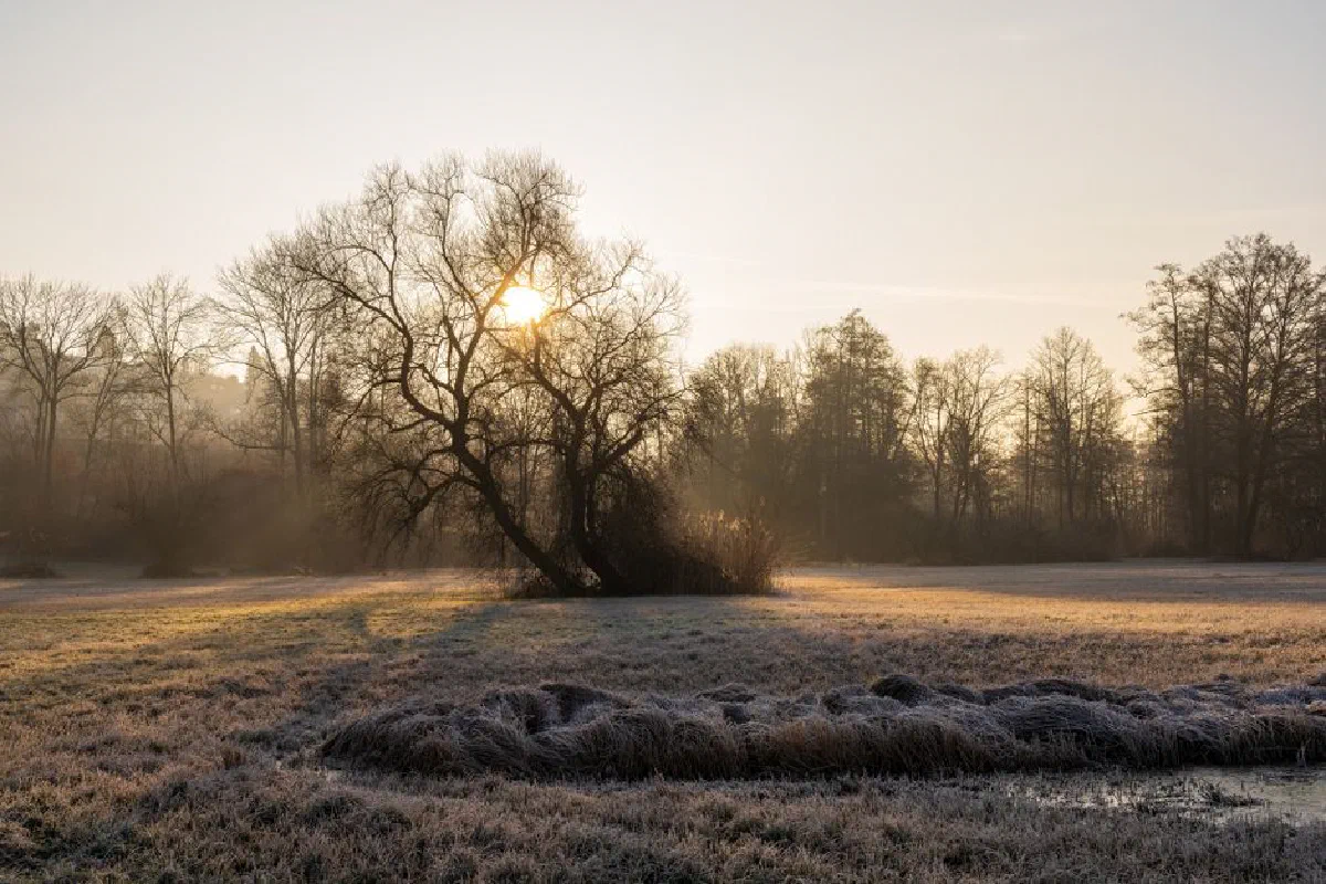 A serene winter landscape with frost, trees, and sunrise.