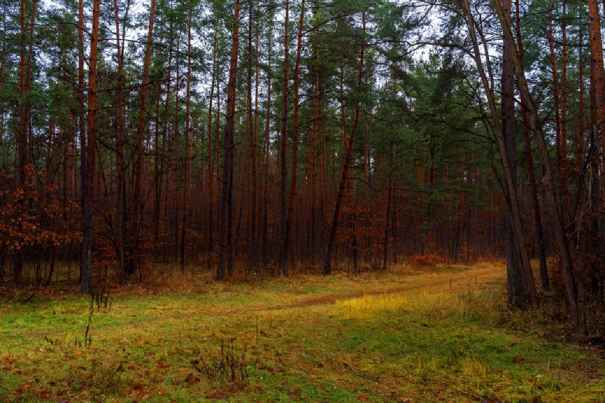 Tranquil forest scene with evergreen trees and autumn foliage, creating a peaceful nature setting.