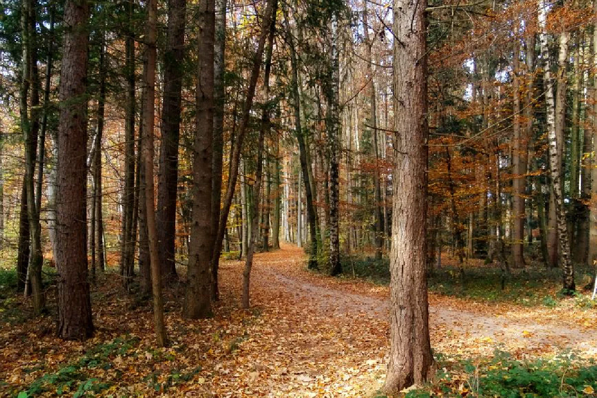 A serene autumn trail in Gstadt am Chiemsee, Bavaria, lined with colorful leaves and towering trees.