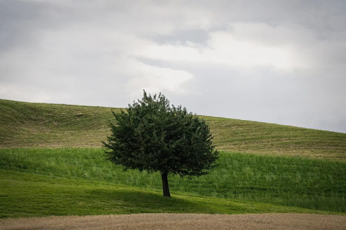 A single tree stands on a tranquil hillside under a cloudy sky, showcasing nature's simplicity.